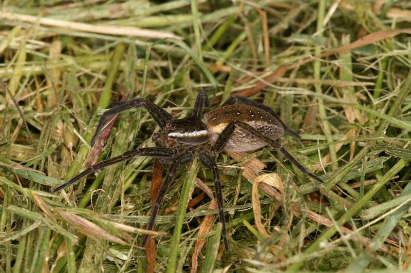 Dolomedes_fimbriatus_D5114_Z_91_Canal du Nivernais_Frankrijk.jpg